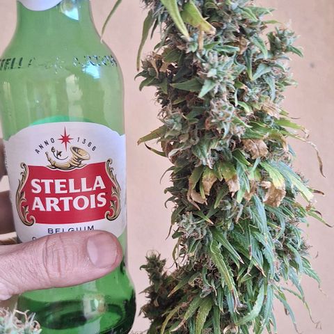Prensado Paraguaio 🇵🇾 growlog timeline photo