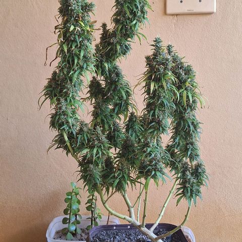 Prensado Paraguaio 🇵🇾 growlog timeline photo