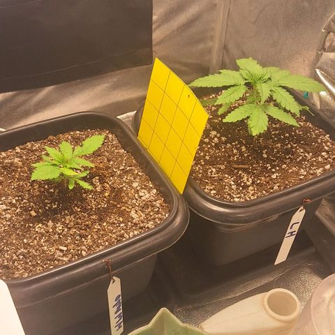 Withe Widow Auto - Trikoma seeds growlog timeline photo