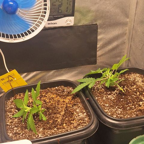 Withe Widow Auto - Trikoma seeds growlog photo: lst