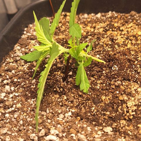 Withe Widow Auto - Trikoma seeds growlog photo: lst