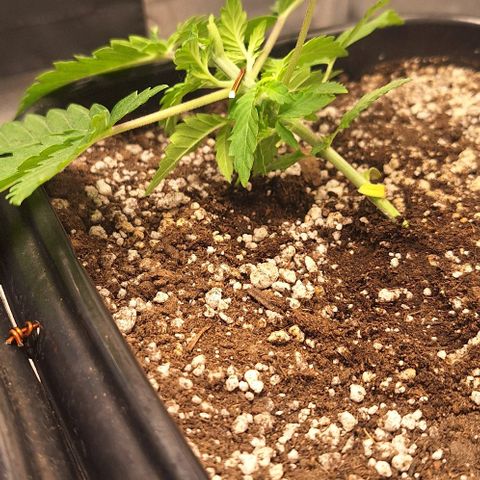 Lebron Haze - BSF growlog photo: Poda top - Lst