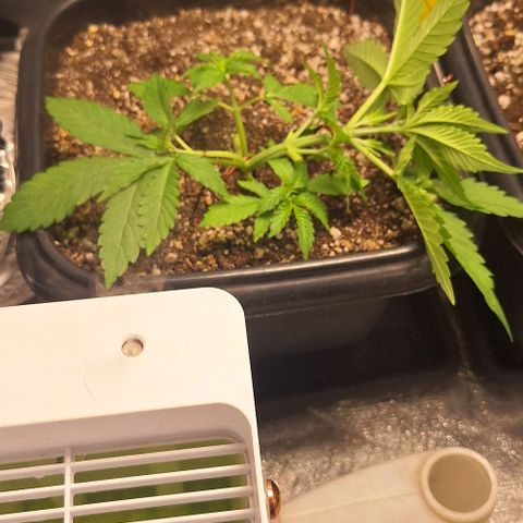 Withe Widow Auto - Trikoma seeds growlog timeline photo