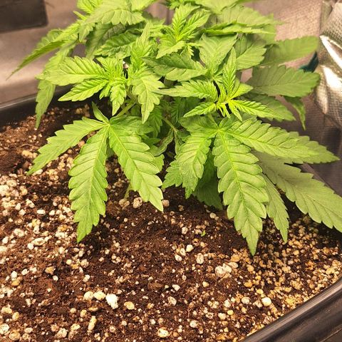 Lebron Haze - BSF growlog timeline photo