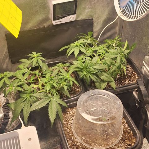 Lebron Haze - BSF growlog photo: ajuste lst/desfolha