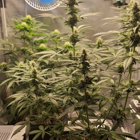 Withe Widow Auto - Trikoma seeds growlog timeline photo