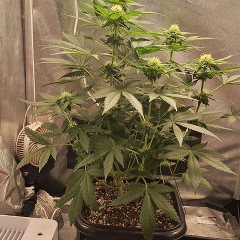 Lebron Haze - BSF growlog timeline photo