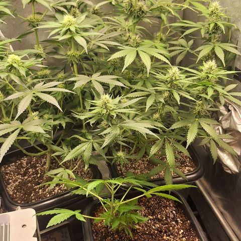 1️⃣-Fast Buds Mix - Auto growlog timeline photo