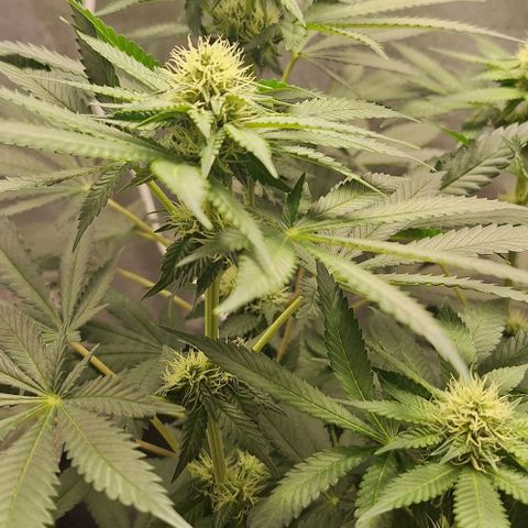 Lebron Haze - BSF growlog timeline photo