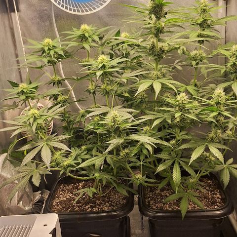 Lebron Haze - BSF growlog timeline photo