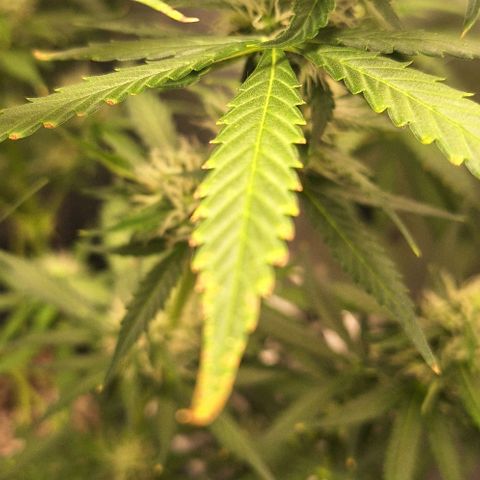 Withe Widow Auto - Trikoma seeds growlog timeline photo