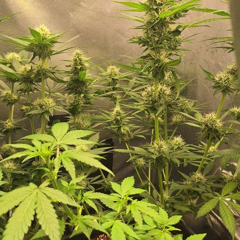 Withe Widow Auto - Trikoma seeds growlog timeline photo