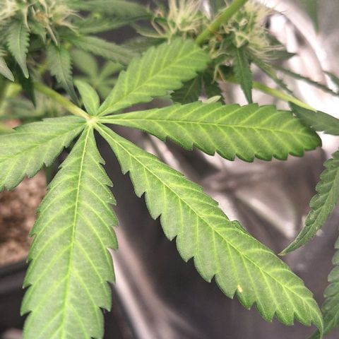 Withe Widow Auto - Trikoma seeds growlog timeline photo