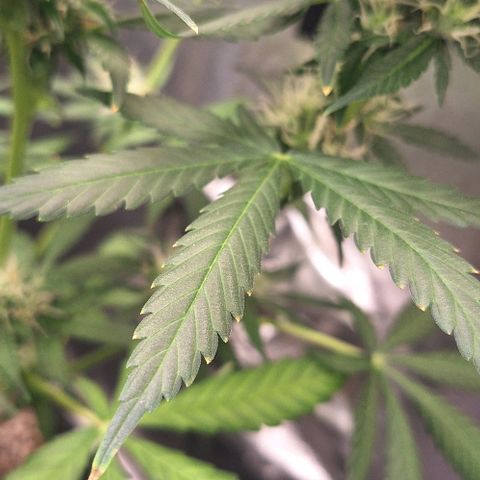 Withe Widow Auto - Trikoma seeds growlog timeline photo