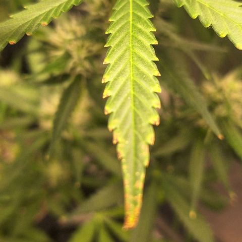 Withe Widow Auto - Trikoma seeds growlog timeline photo
