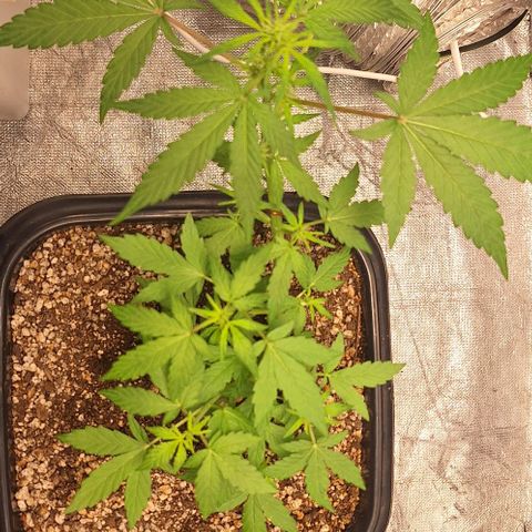 1️⃣-Fast Buds Mix - Auto growlog photo: inicio floração 