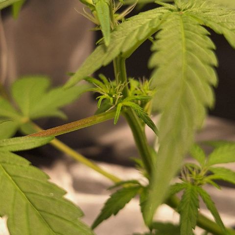 1️⃣-Fast Buds Mix - Auto growlog photo: inicio floração 