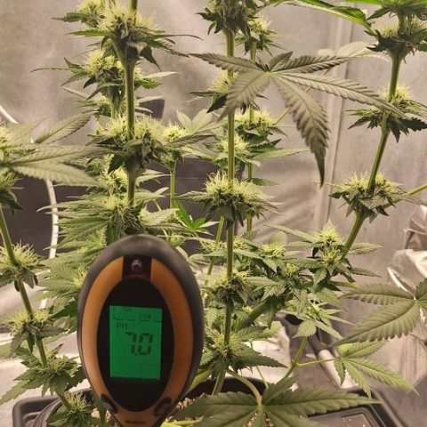 Lebron Haze - BSF growlog timeline photo