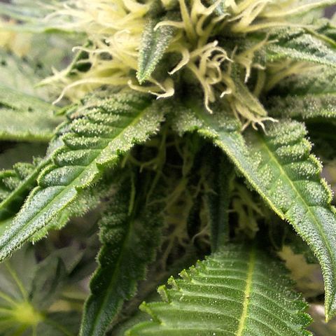 Lebron Haze - BSF growlog timeline photo
