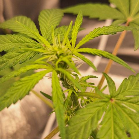 1️⃣-Fast Buds Mix - Auto growlog photo: inicio floração 