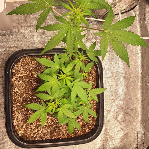 1️⃣-Fast Buds Mix - Auto growlog photo: inicio floração 