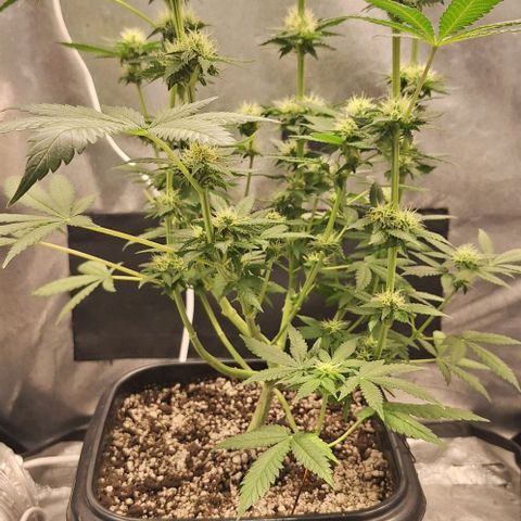 Lebron Haze - BSF growlog timeline photo