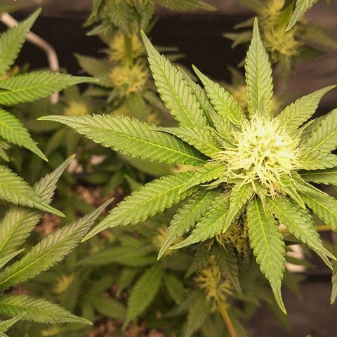 Lebron Haze - BSF growlog timeline photo