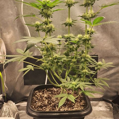 Lebron Haze - BSF growlog timeline photo