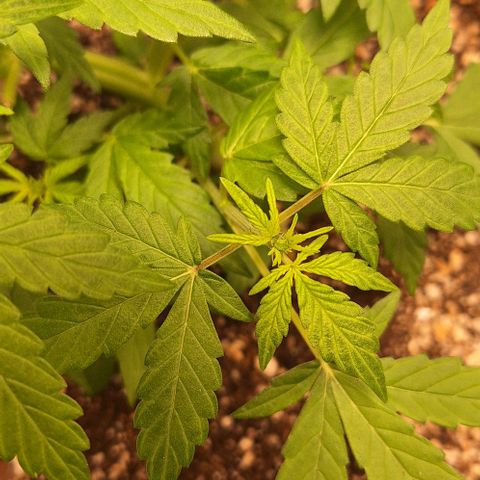 1️⃣-Fast Buds Mix - Auto growlog photo: inicio floração 