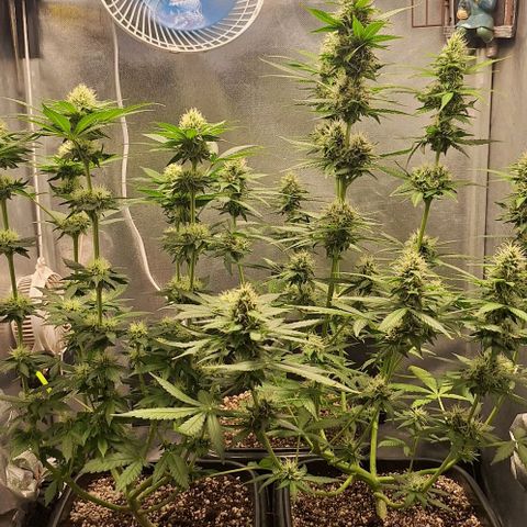 Lebron Haze - BSF growlog timeline photo