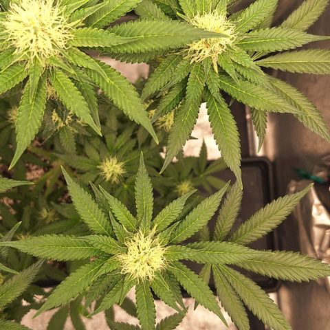 Lebron Haze - BSF growlog timeline photo