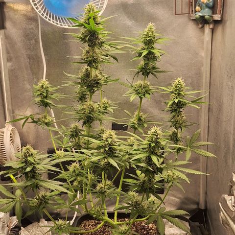 Withe Widow Auto - Trikoma seeds growlog timeline photo