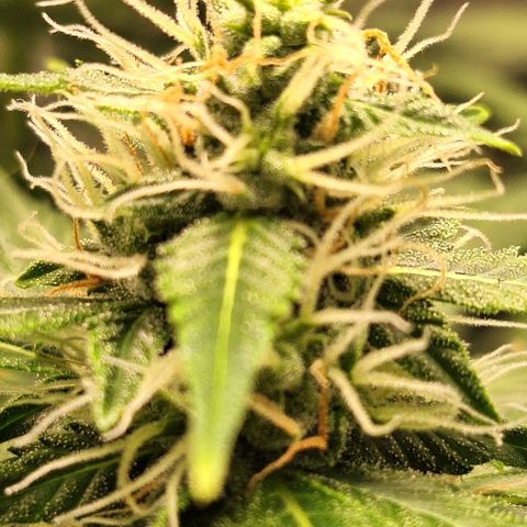 Withe Widow Auto - Trikoma seeds growlog timeline photo