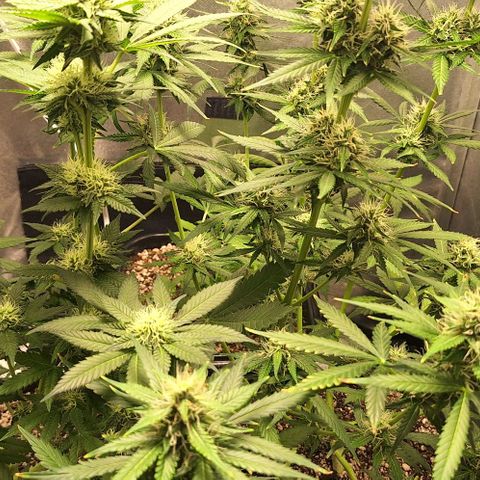 Withe Widow Auto - Trikoma seeds growlog timeline photo
