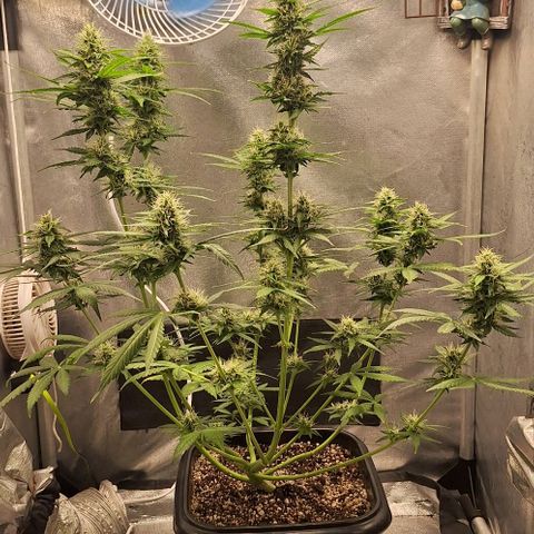 Withe Widow Auto - Trikoma seeds growlog timeline photo