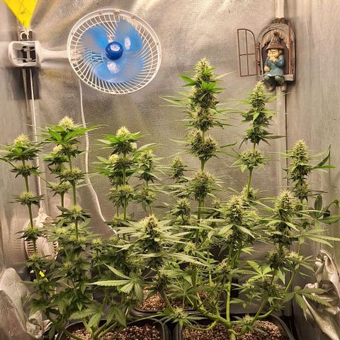 Withe Widow Auto - Trikoma seeds growlog timeline photo