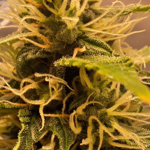 Withe Widow Auto - Trikoma seeds growlog timeline photo