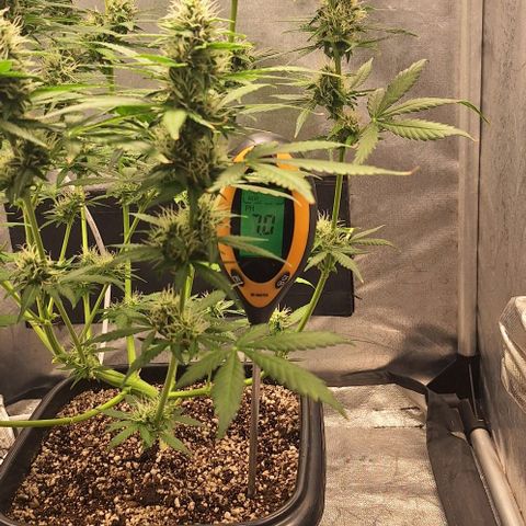 Withe Widow Auto - Trikoma seeds growlog timeline photo