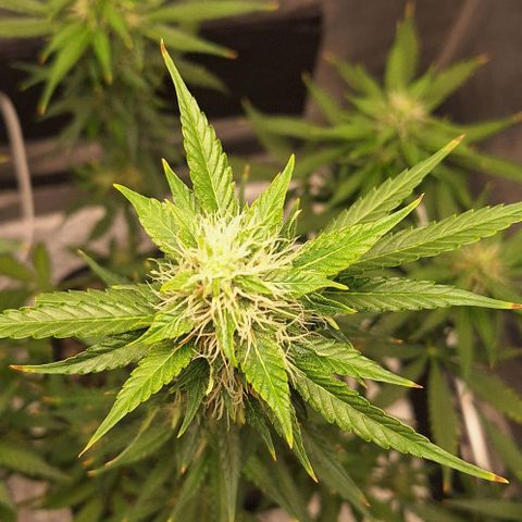 Withe Widow Auto - Trikoma seeds growlog timeline photo