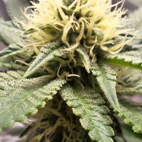 Lebron Haze - BSF growlog timeline photo