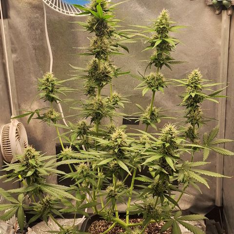 Withe Widow Auto - Trikoma seeds growlog timeline photo