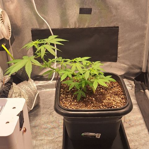 1️⃣-Fast Buds Mix - Auto growlog photo: inicio floração 
