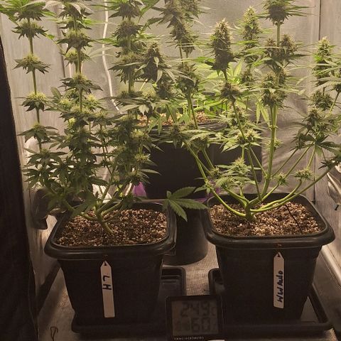 Withe Widow Auto - Trikoma seeds growlog timeline photo
