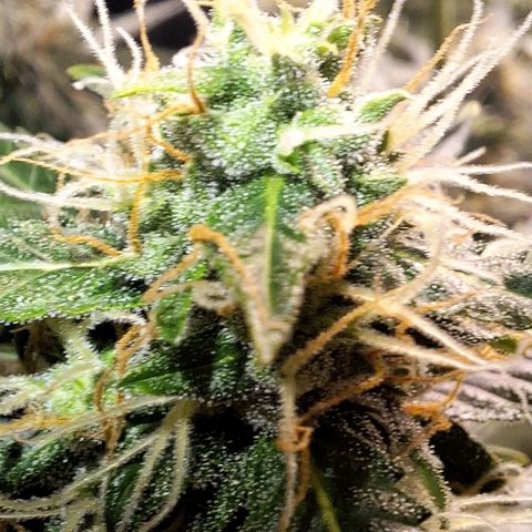 Withe Widow Auto - Trikoma seeds growlog timeline photo