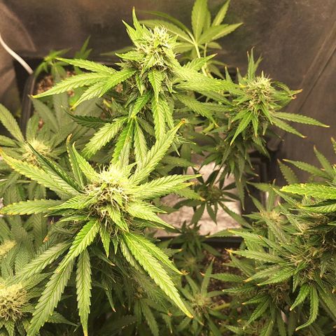 Lebron Haze - BSF growlog timeline photo