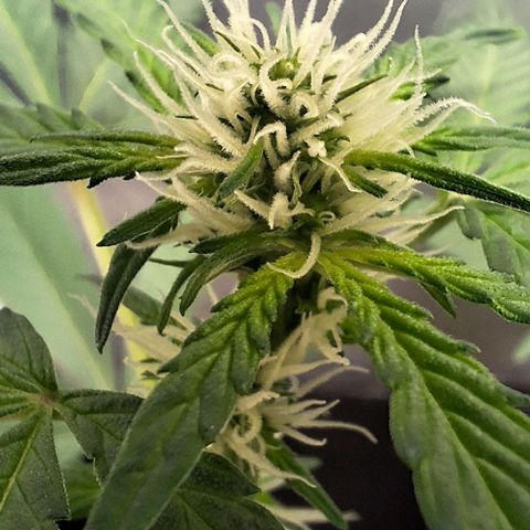 Lebron Haze - BSF growlog timeline photo