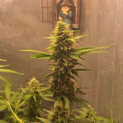 Withe Widow Auto - Trikoma seeds growlog timeline photo