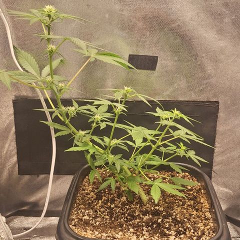 1️⃣-Fast Buds Mix - Auto growlog timeline photo