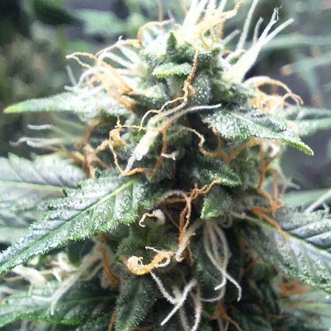 Withe Widow Auto - Trikoma seeds growlog timeline photo