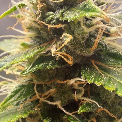 Withe Widow Auto - Trikoma seeds growlog timeline photo